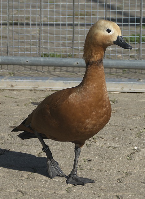 从冬季运动